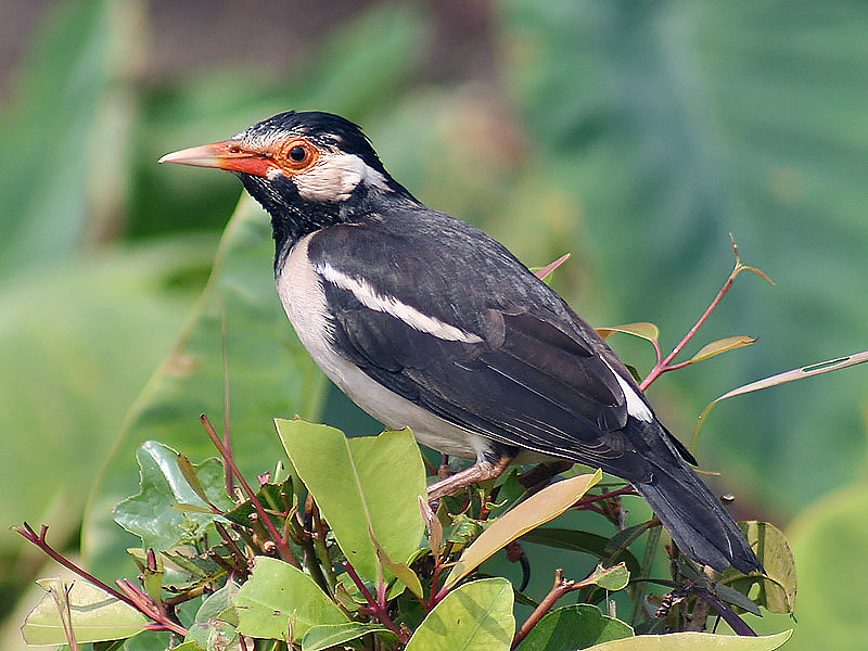 Indian Pied Myna
