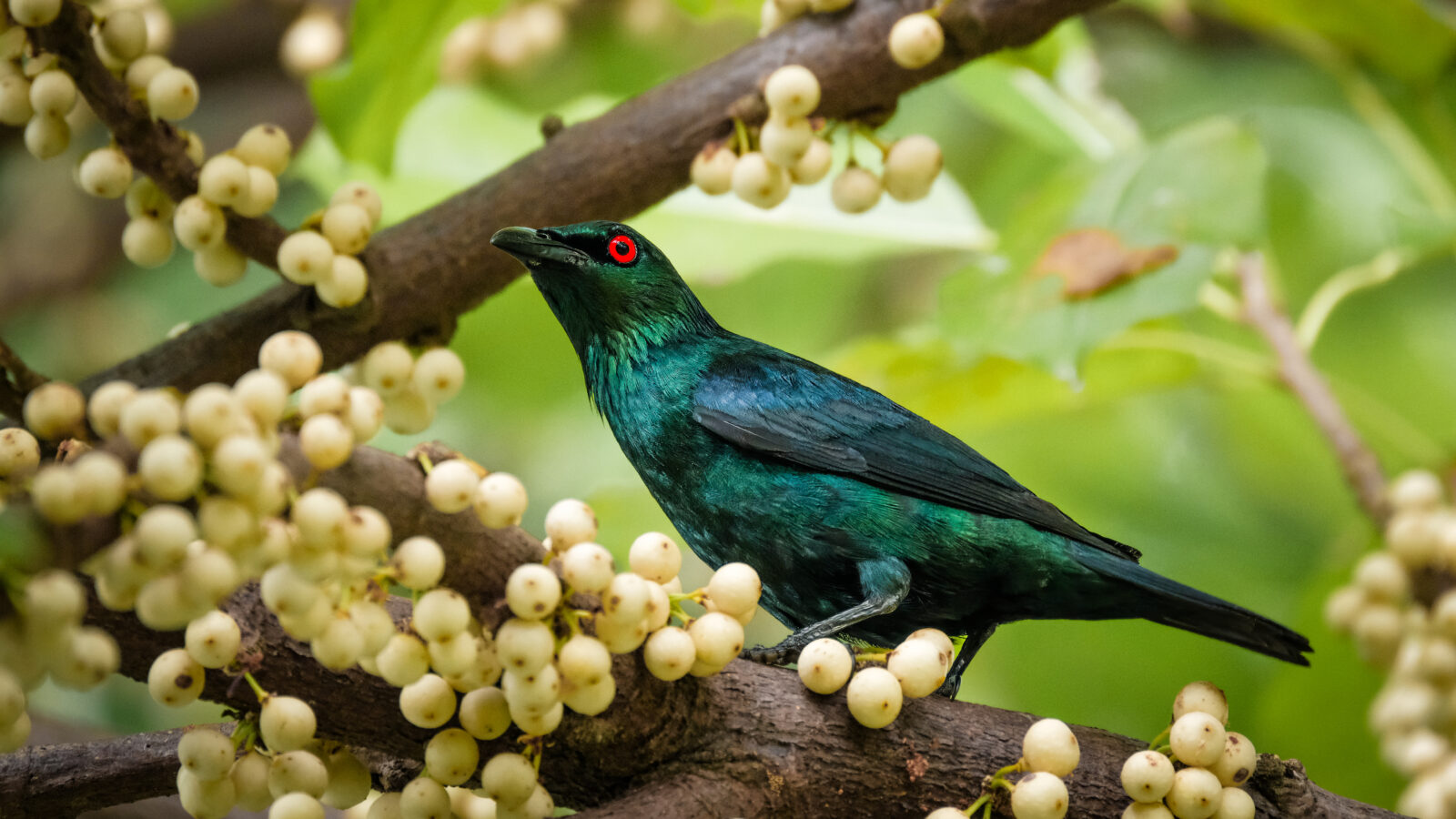 Asian Glossy Starling