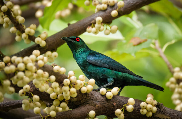 Asian Glossy Starling
