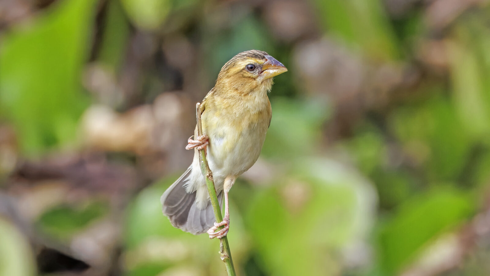 Asian Golden Weaver