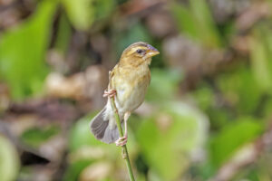 Asian Golden Weaver