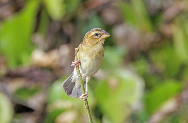 Asian Golden Weaver