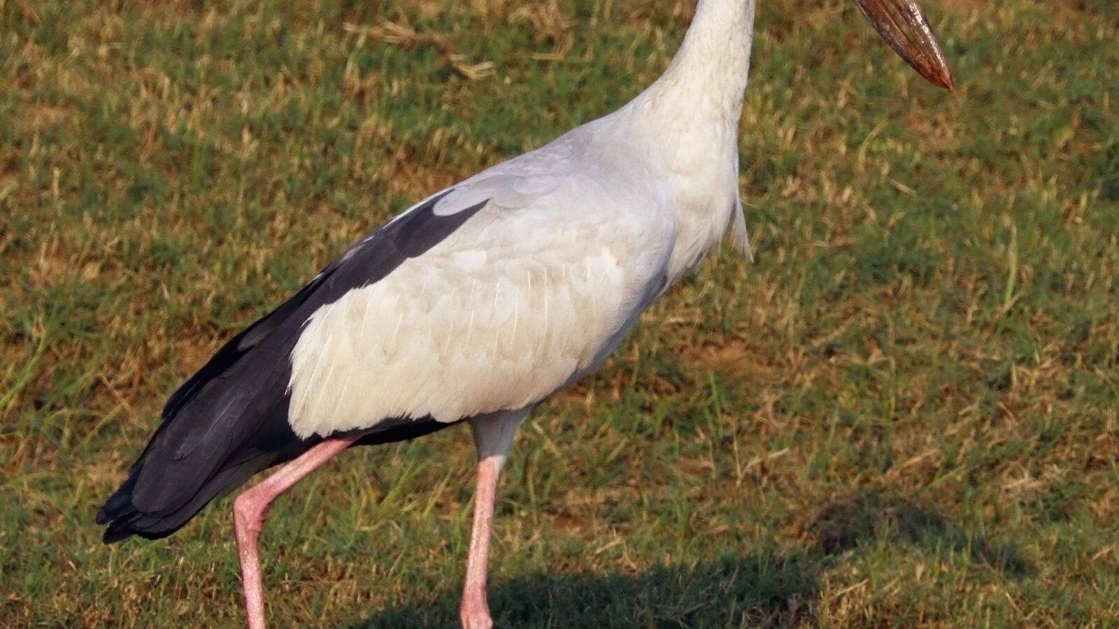 Asian Openbill