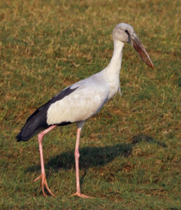 Asian Openbill