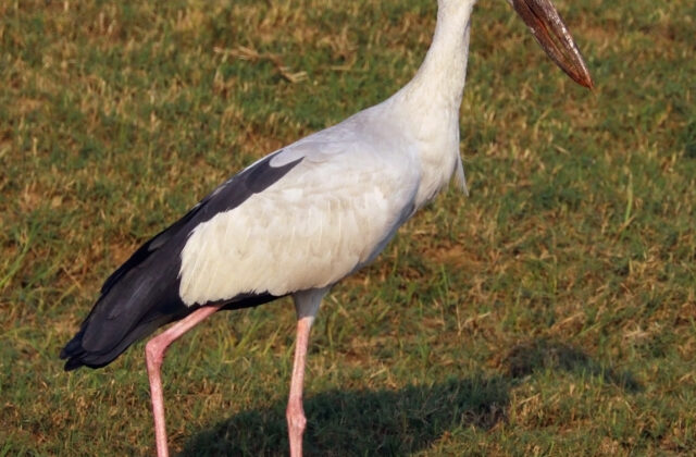 Asian Openbill