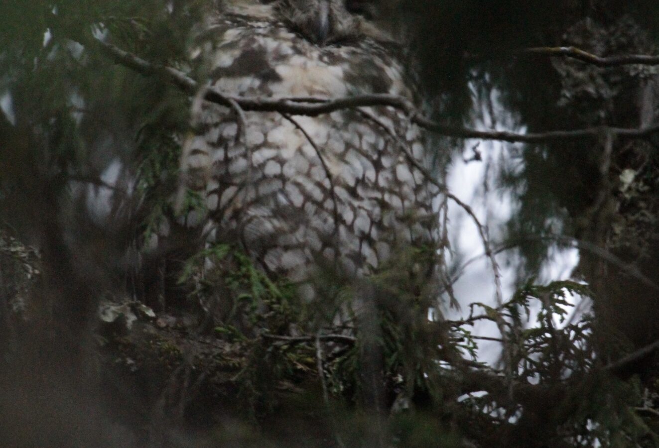 Abyssinian Owl