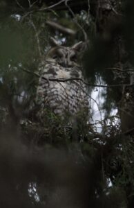 Abyssinian Owl