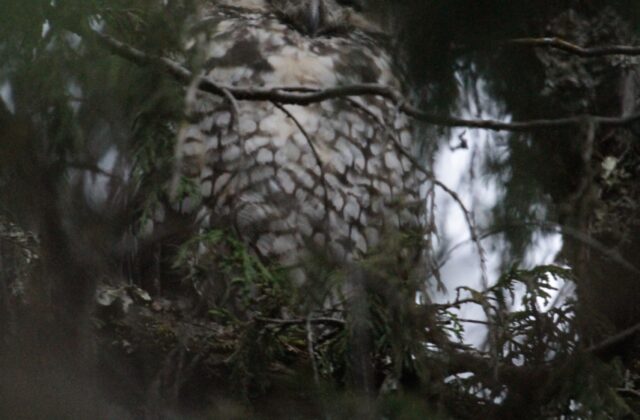 Abyssinian Owl