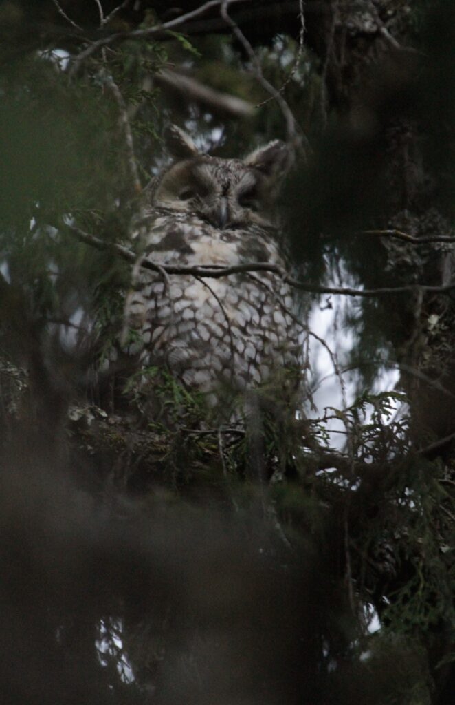 Abyssinian Owl