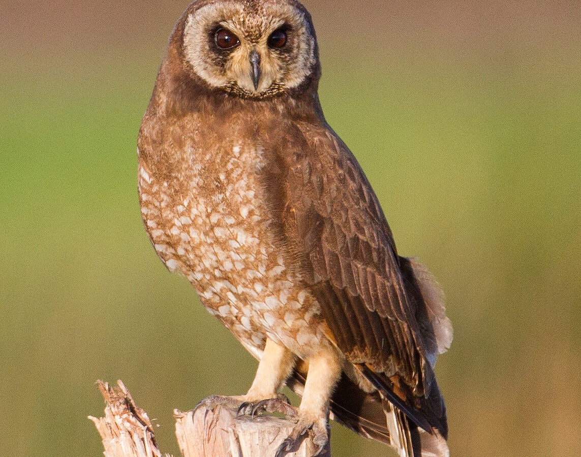 Marsh Owl