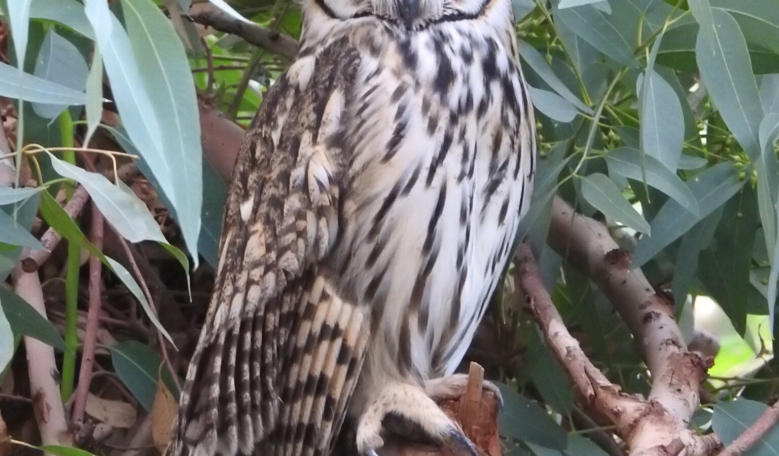 Striped Owl