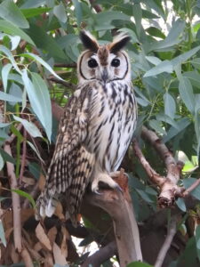 Striped Owl