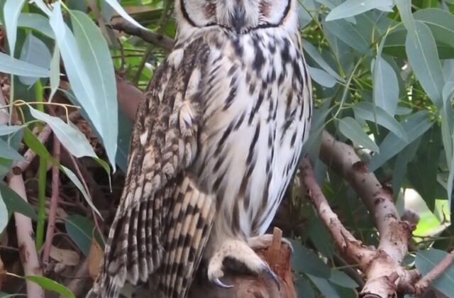 Striped Owl
