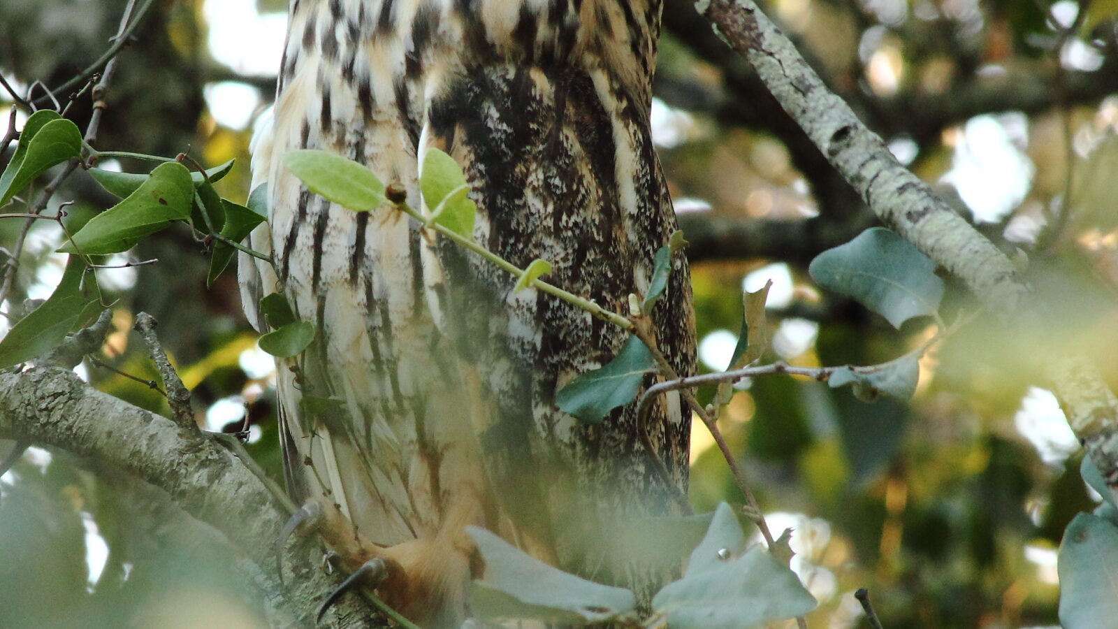 Long-eared Owl