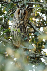 Long-eared Owl