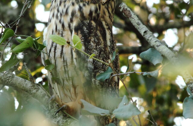 Long-eared Owl