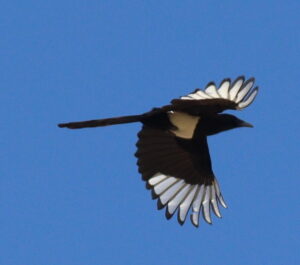Asir Magpie