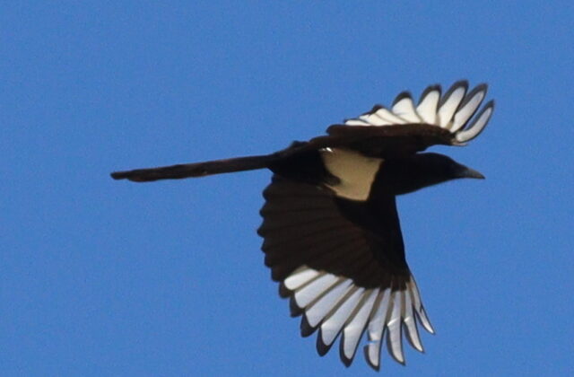 Asir Magpie
