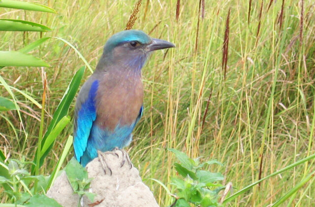 Indochinese Roller