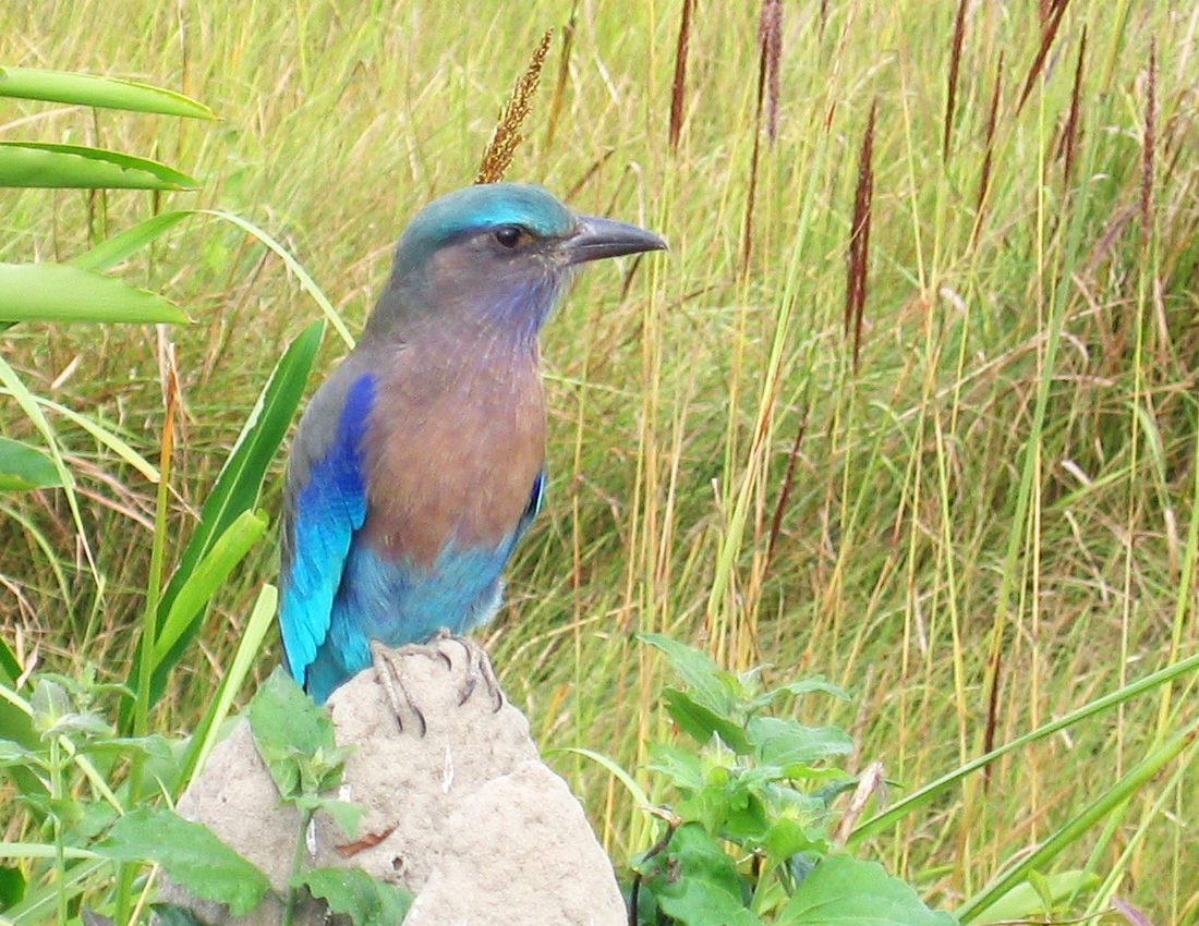 Indochinese Roller