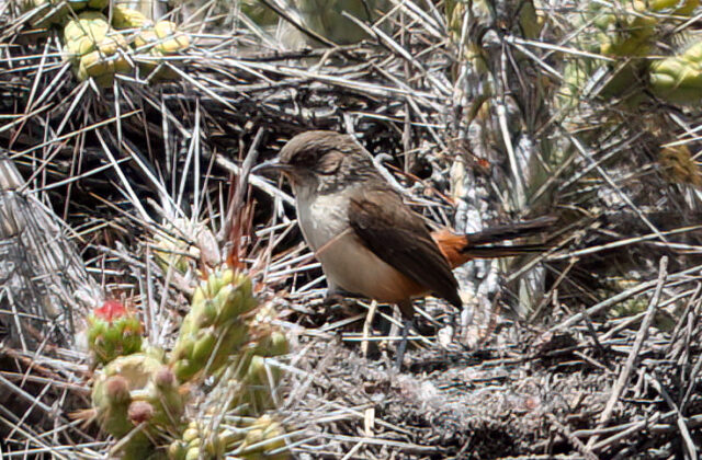 Dark-winged Canastero