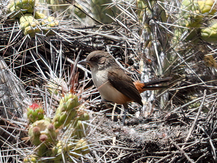 Dark-winged Canastero