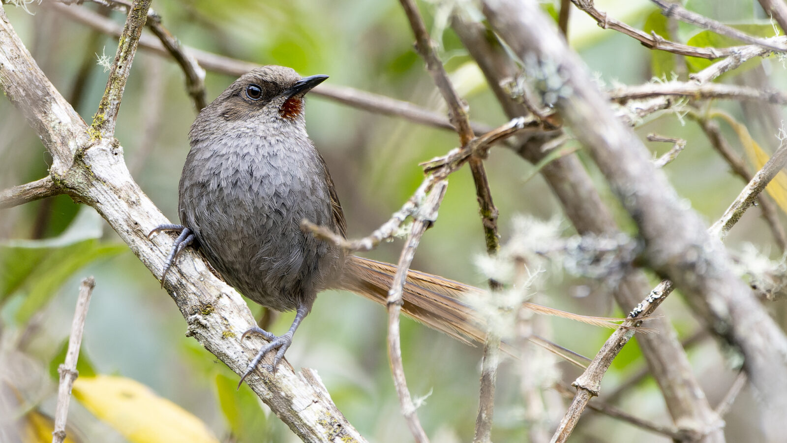Ayacucho Thistletail