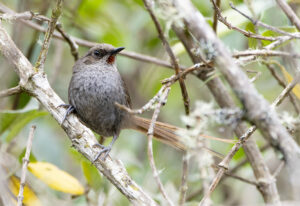 Ayacucho Thistletail