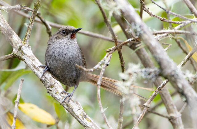 Ayacucho Thistletail