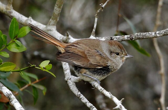 Short-billed Canastero