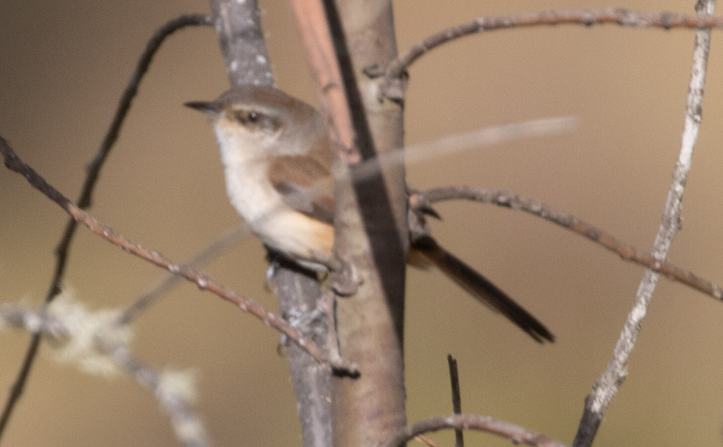 Berlepsch’s Canastero