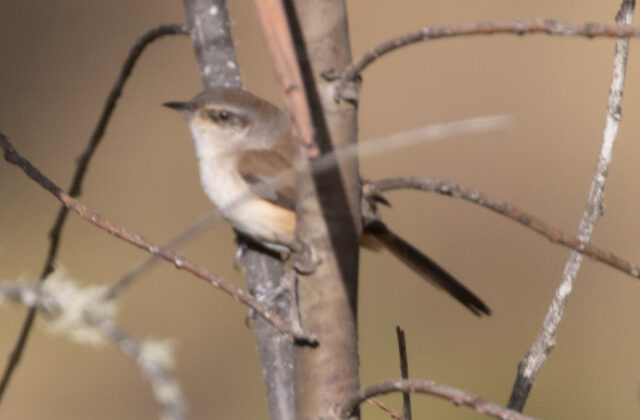 Berlepsch’s Canastero
