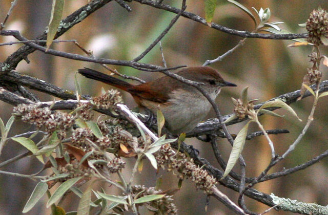 Rusty-vented Canastero