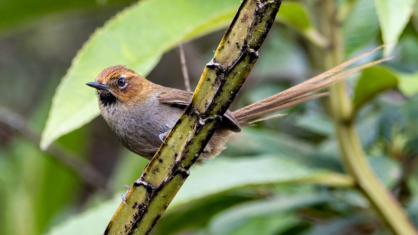 Black-throated Thistletail