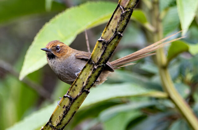 Black-throated Thistletail