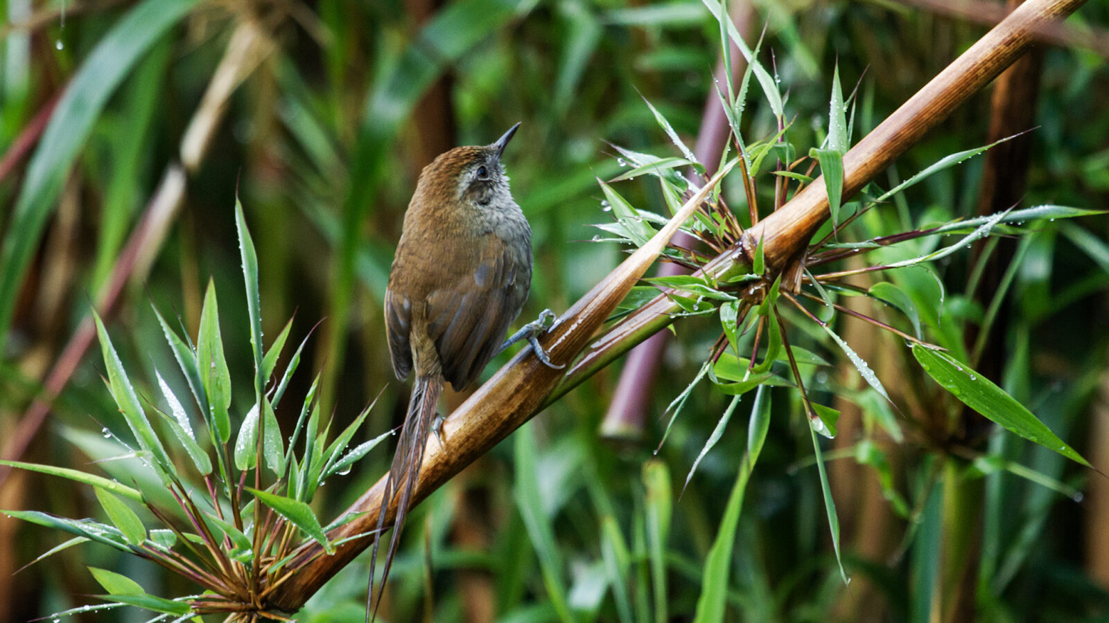 Puna Thistletail