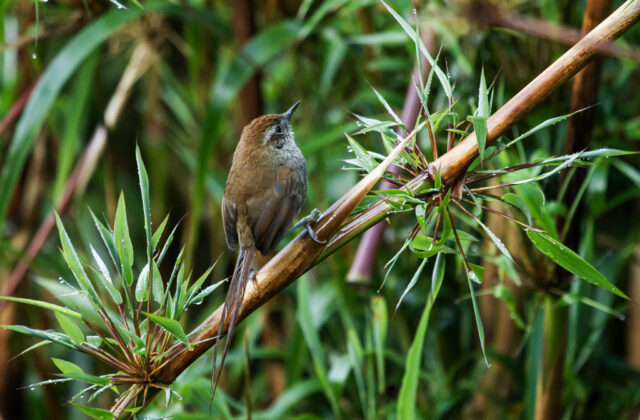 Puna Thistletail