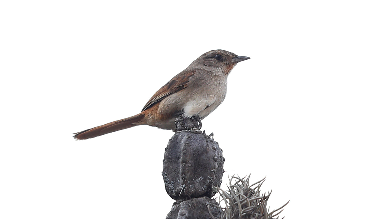 Pale-tailed Canastero