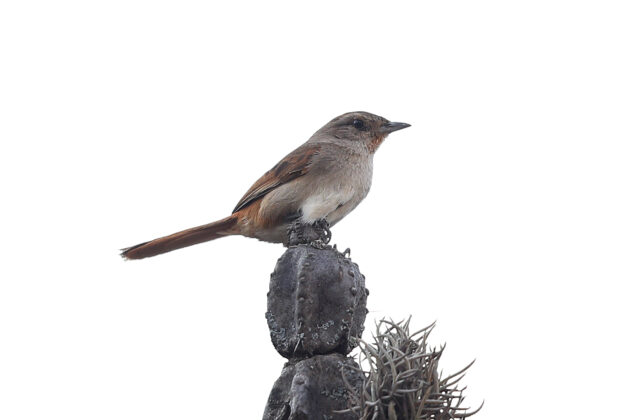 Pale-tailed Canastero