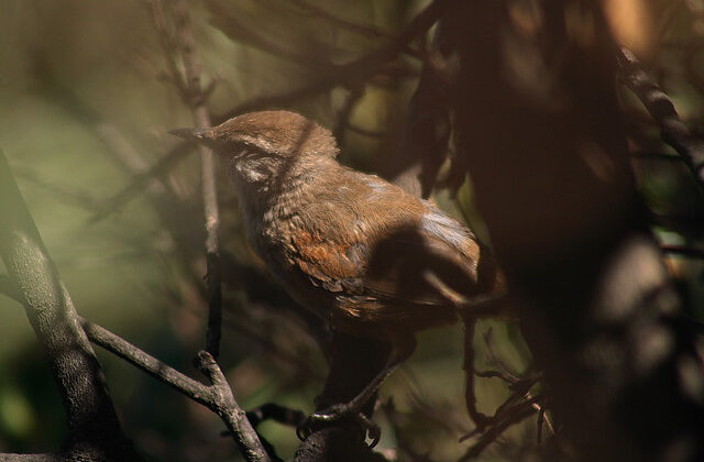 Dusky-tailed Canastero