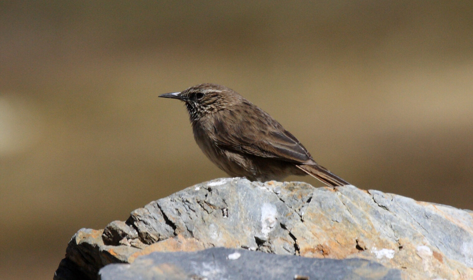 Streak-throated Canastero