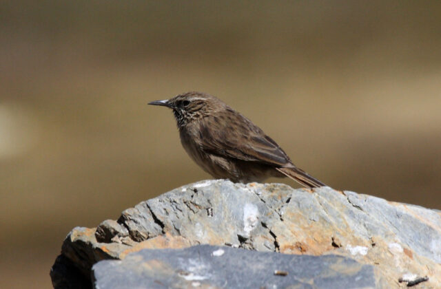 Streak-throated Canastero