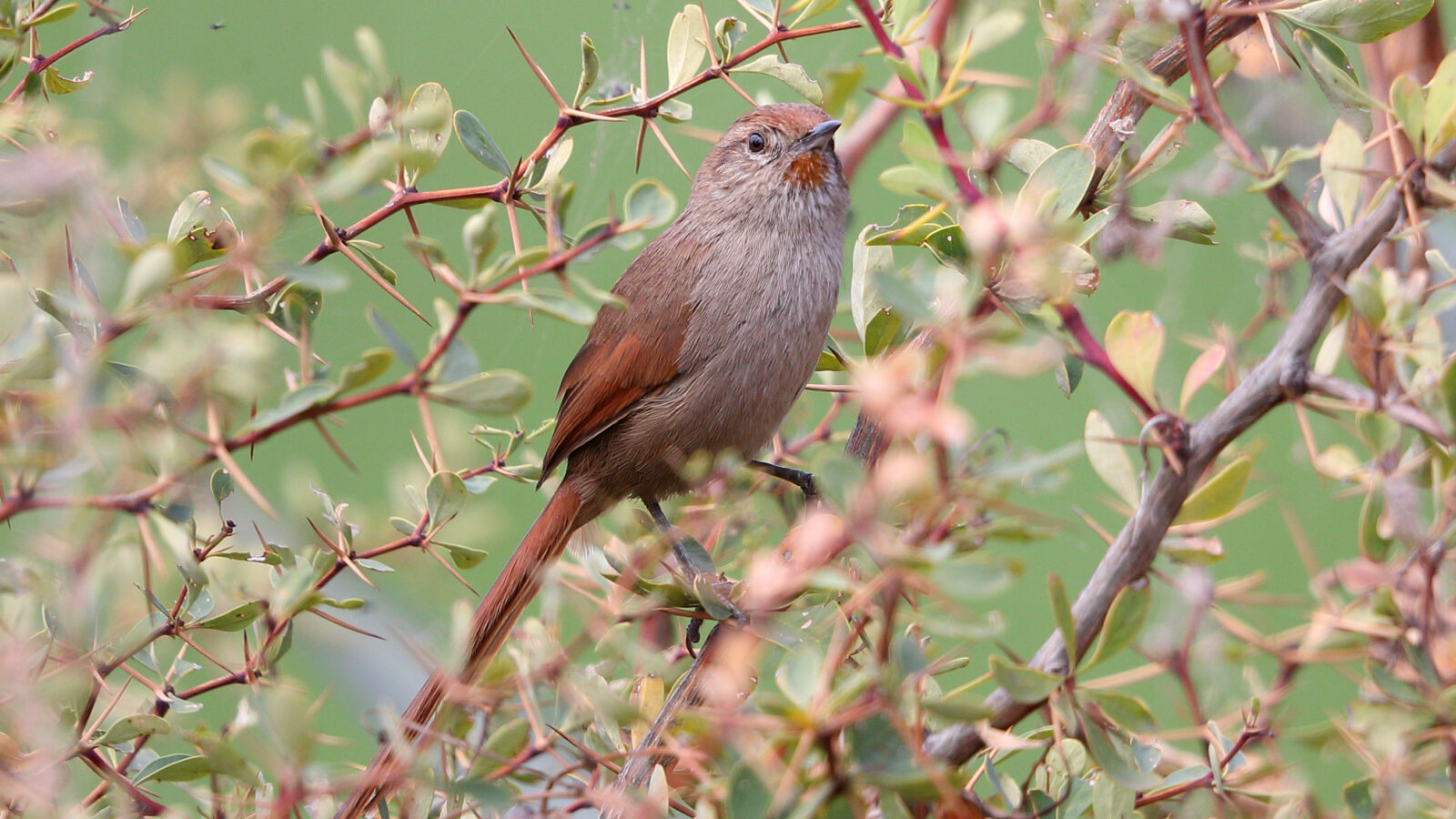 Rusty-fronted Canastero