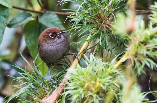Eye-ringed Thistletail