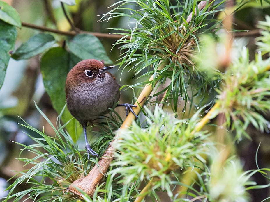 Eye-ringed Thistletail