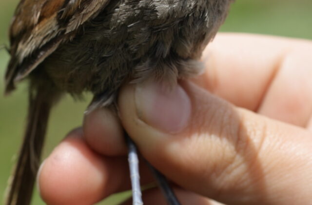 Perija Thistletail