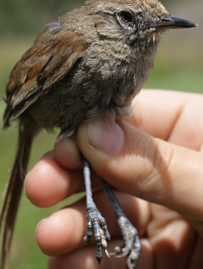 Perija Thistletail