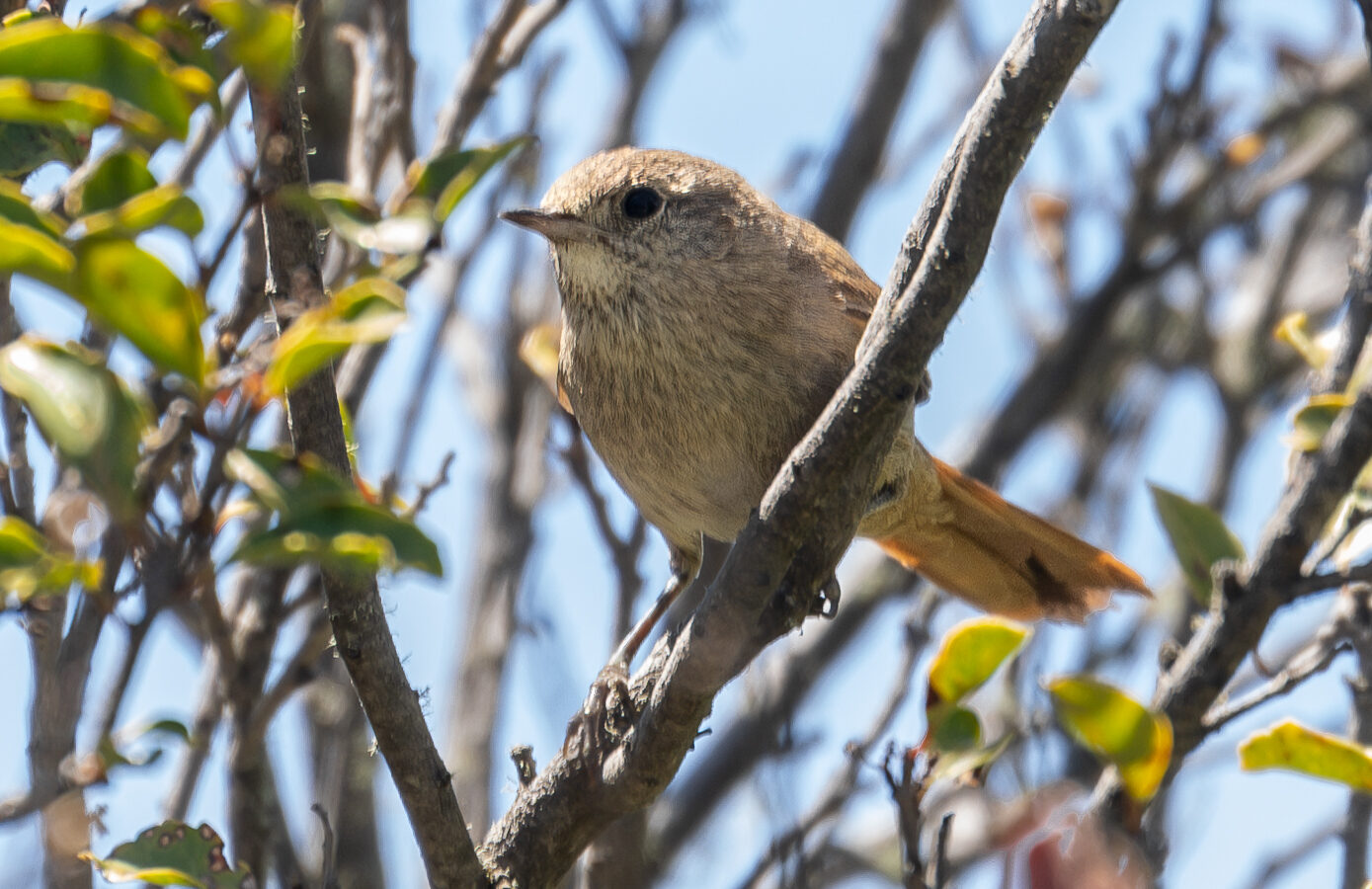 Sharp-billed Canastero