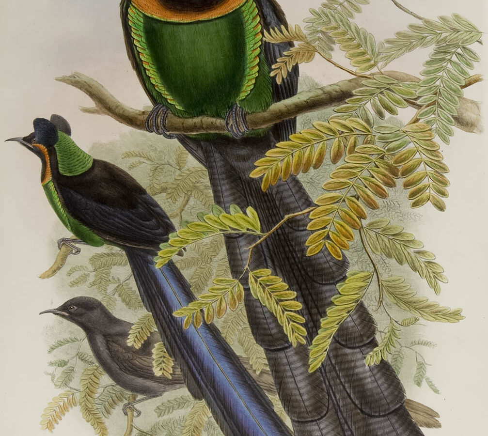 Arfak Astrapia