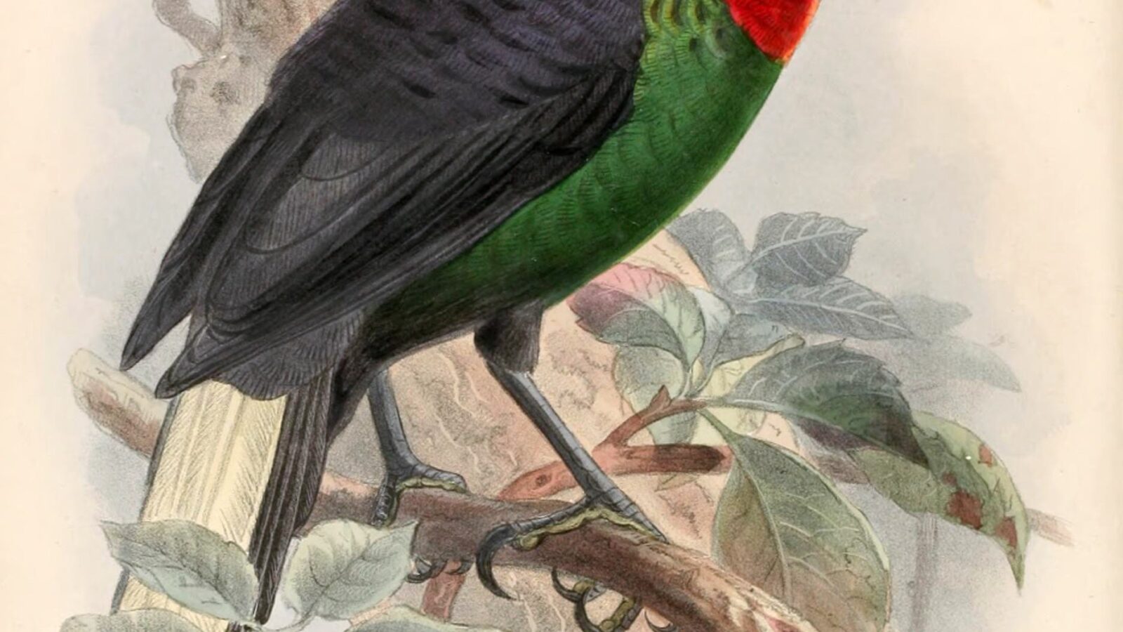 Splendid Astrapia